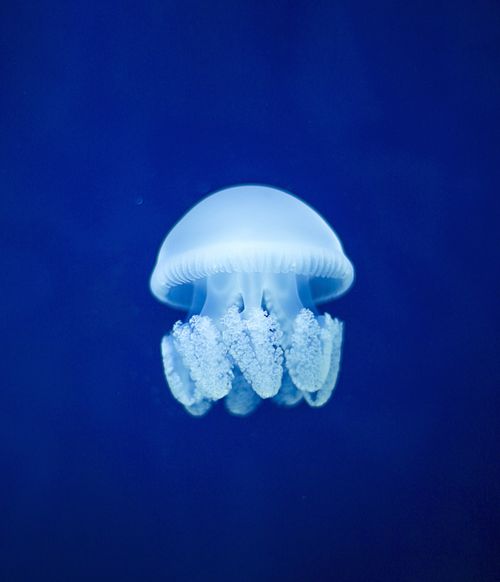 a jellyfish